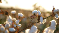 cotton plant closeup.