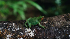 frog on a log.