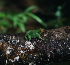 frog on a log.