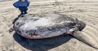 A 7-foot hoodwinker sunfish washed up in Gearhart Beach, Oregon, on Monday, June 3, 2024. (Tiffany Boothe/Seaside Aquarium)
